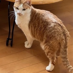 10歳のメスの猫