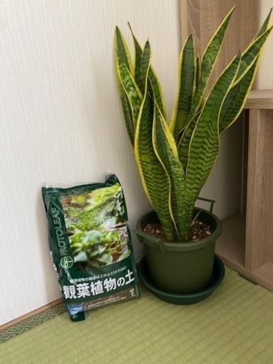 観葉植物