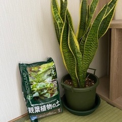 観葉植物