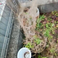 植木鉢色々な大きさ
