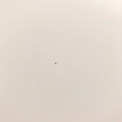 ニトリ　こたつの画像