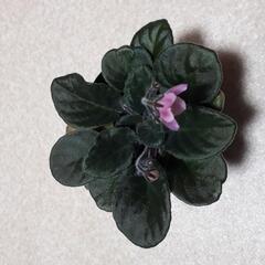 セントポーリアの画像