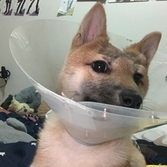 怪我してる柴犬を保護しました 女の子