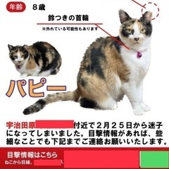 #迷子 #迷子猫 #拡散希望