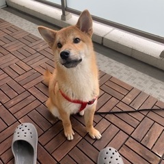 柴犬（オス）の里親募集中