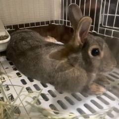 ミニウサギ　1歳4ヶ月　メス
