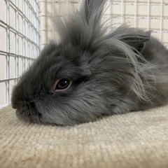 ライオンドワーフ☆1歳4ヶ月