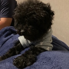 皆様それぞれにお返事できずすみません。譲渡決まりました。ありがと...