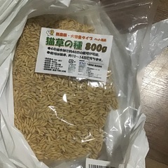 猫草の種