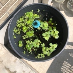 🌿アマゾンフロッグピット2〜4枚(20株)