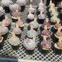 Taniku.Deli🌱多肉植物無人販売4/1,2-12:00〜...