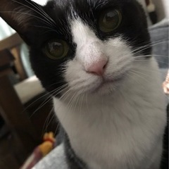 ハチワレメス猫の里親さんを探しています