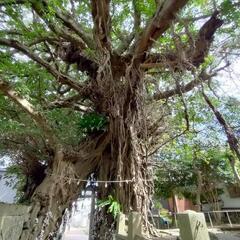 天然アコウの木