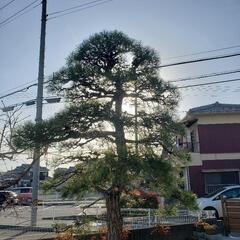 🌱児嶋造園🌱お庭のお悩みご相談ください🙏