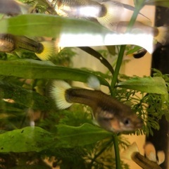 近くの方　の画像