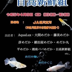 彦めだか　4月1日　改良めだか各種の画像