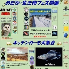 彦めだか　4月1日　改良めだか各種の画像