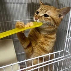 やんちゃでかわいいマロンくん