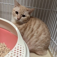 ちょっとシャイなメロンちゃん