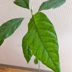 (受付終了)アボカドの苗の画像