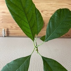 (受付終了)アボカドの苗の画像