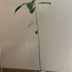 (受付終了)アボカドの苗