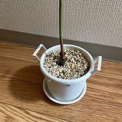 (受付終了)アボカドの苗の画像