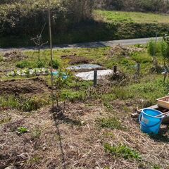 家庭菜園をやりませんか