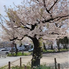 4月1日(土)13時半くらいから 冷泉公園でモルックしませんか⁉️😆