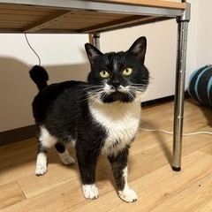チャーミングな柄が魅力の白黒男子♡モーモン君♡