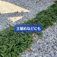 玉竜・竜のひげ　ｶﾞｰﾃﾞﾆﾝｸﾞの画像