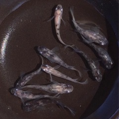 ⭐️   白牡丹　⭐️めだか　5ペア　お買い得です！