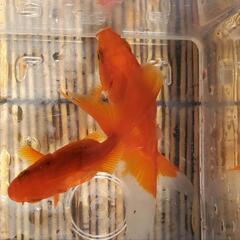 琉金の針子20匹  200円の画像