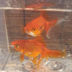 琉金の針子20匹  200円