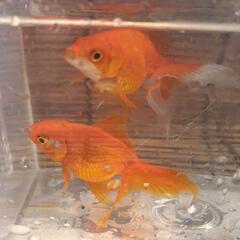 琉金の針子20匹  200円の画像