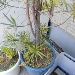 植木　杉　イヌマキ　園芸　ガーデニングの画像