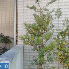植木　杉　イヌマキ　園芸　ガーデニングの画像