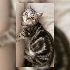 ♥♡保護猫２匹一緒でずっとのお家探してるニャン♥♡短足マンチカン...