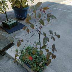 南天　ジャノヒゲ　龍のひげ　植木　園芸　植木鉢　ガーデニングの画像
