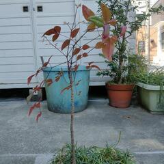 南天　ジャノヒゲ　龍のひげ　植木　園芸　植木鉢　ガーデニングの画像