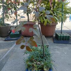 南天　ジャノヒゲ　龍のひげ　植木　園芸　植木鉢　ガーデニングの画像