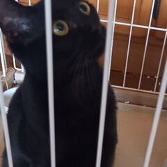 11ヶ月の黒猫 女の子