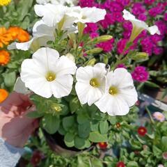 ①春〜夏　お花　ポット苗　元気　かわいい　ペチュニア　なでしこ　...