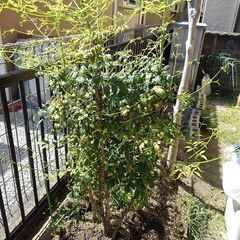 これなんの🌲木⁉?