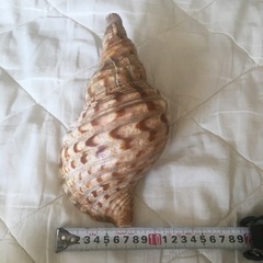 法螺貝2種類まとめて　置物　約23ｾﾝﾁの画像