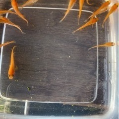 紅帝メダカ10匹　①の画像