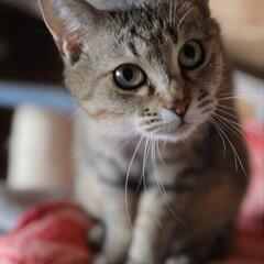かわいいキジ猫の画像