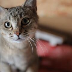 かわいいキジ猫 - 河西郡