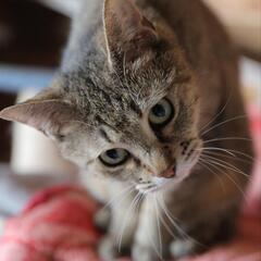 かわいいキジ猫 - 猫