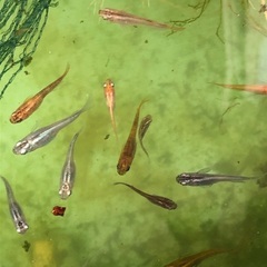 ミックスメダカ30匹からの画像